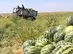 В России началась торговля арбузами