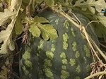 Свердловчане всё чаще выращивают редкие для Урала овощи и фрукты